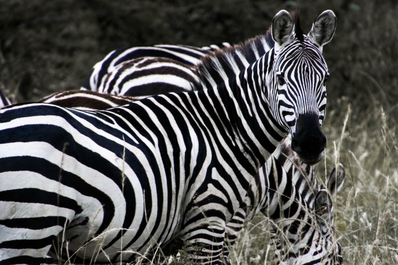 Taasa Lodge Serengeti Luaran gambar
