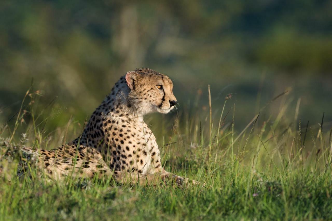 Taasa Lodge Serengeti Luaran gambar