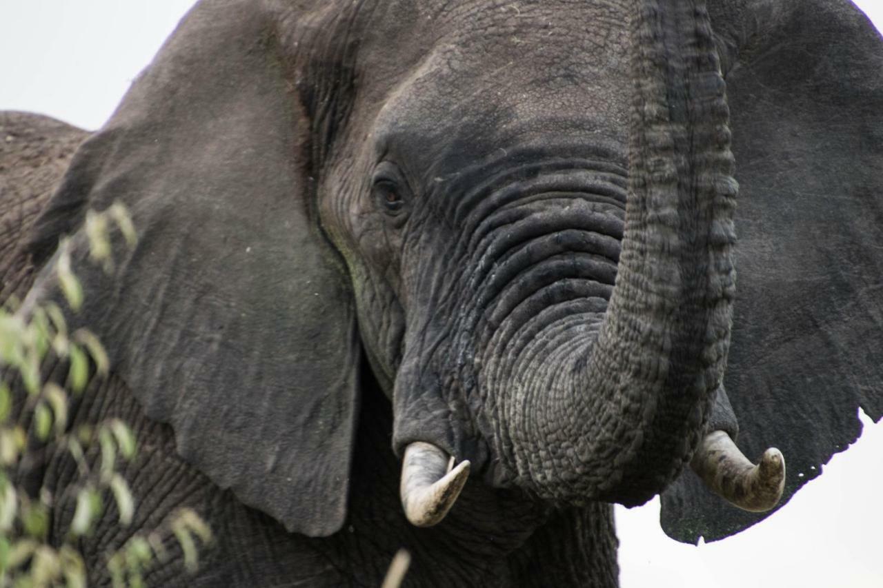 Taasa Lodge Serengeti Luaran gambar