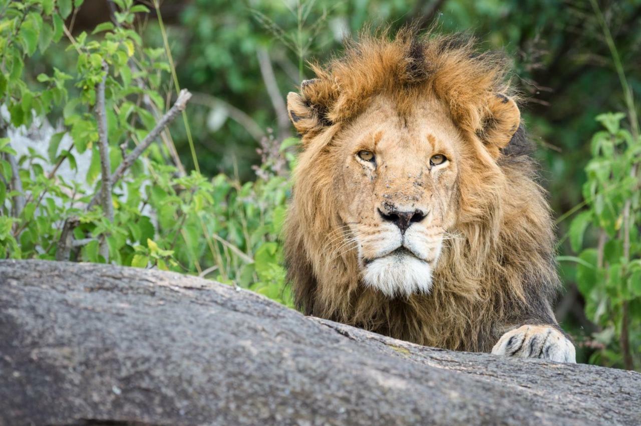 Taasa Lodge Serengeti Luaran gambar