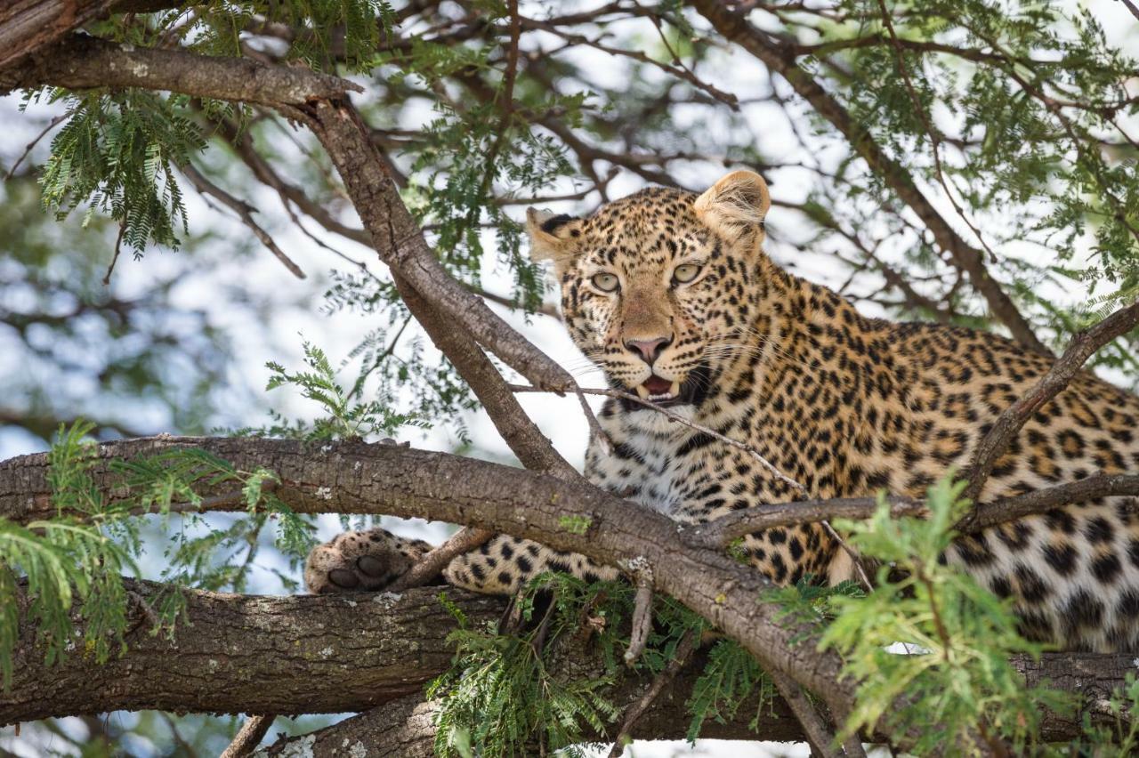 Taasa Lodge Serengeti Luaran gambar